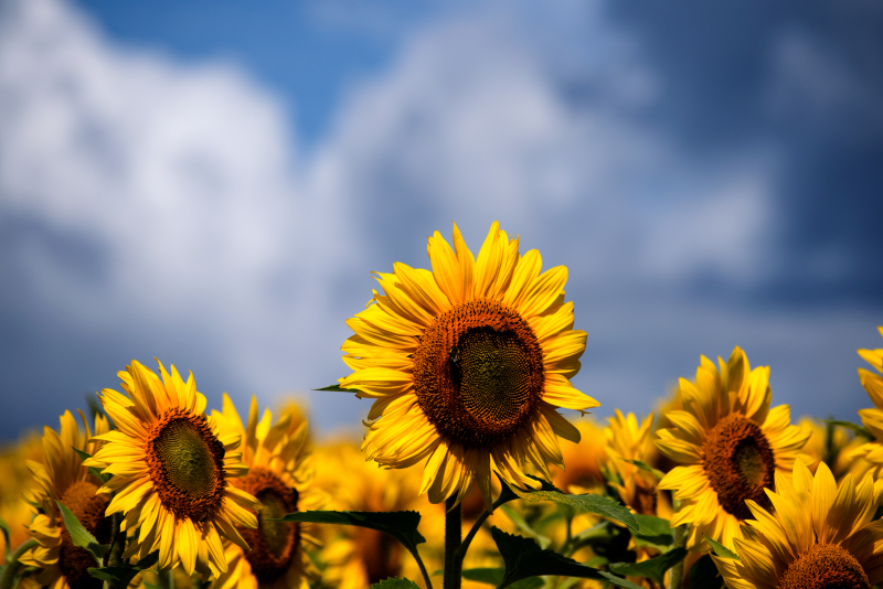 Top Things to Do Around Warwick