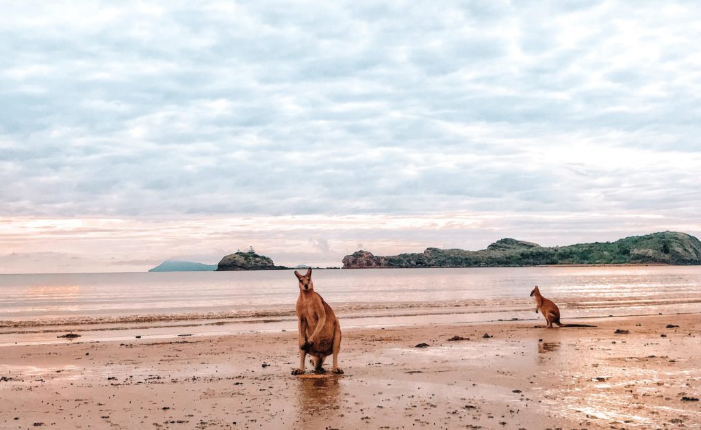 Become a travel nurse Cape Hillsborough kangaroos beach