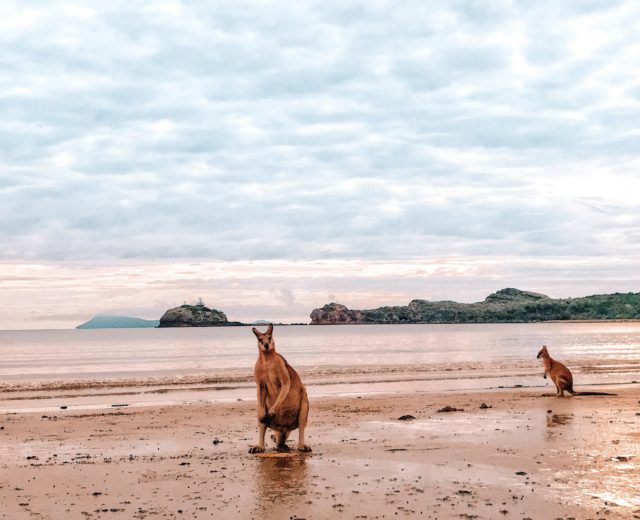 Become a travel nurse Cape Hillsborough kangaroos beach