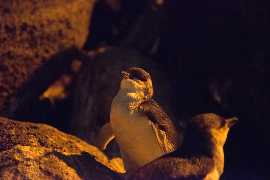 Why you should go to tasmania in 2021 | penguins