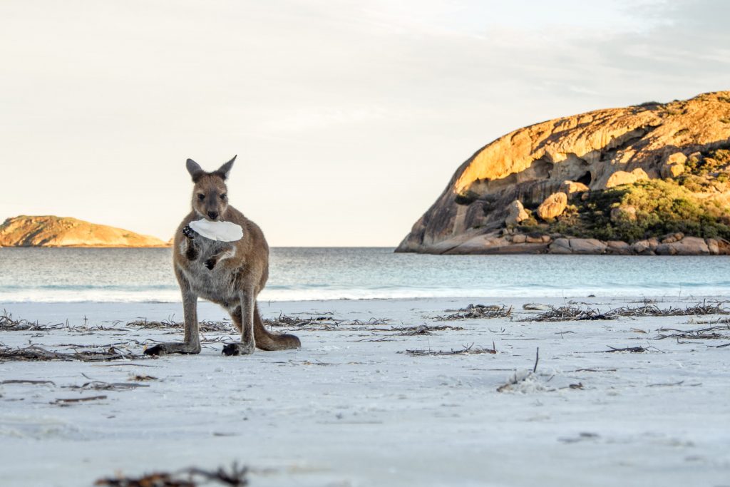 Kangaroo holding a cuttlefish on a beach