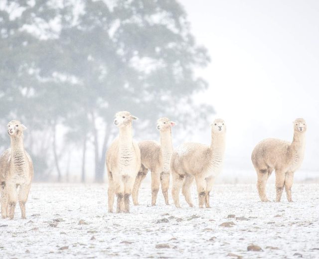 Blog - Featured image resize template