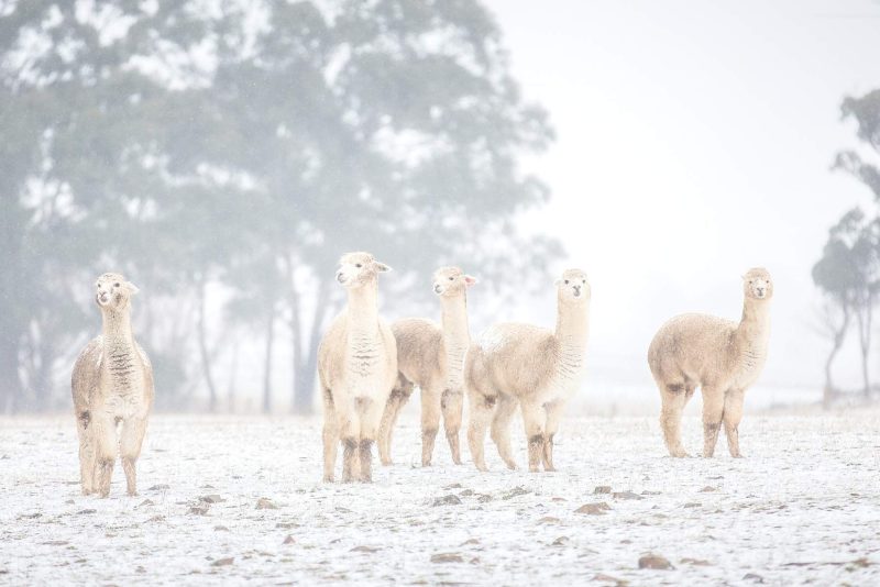 Southern New South Wales
