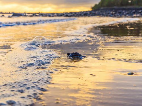 Turtle Mon Repos - Bundaberg Hot Spot QLD