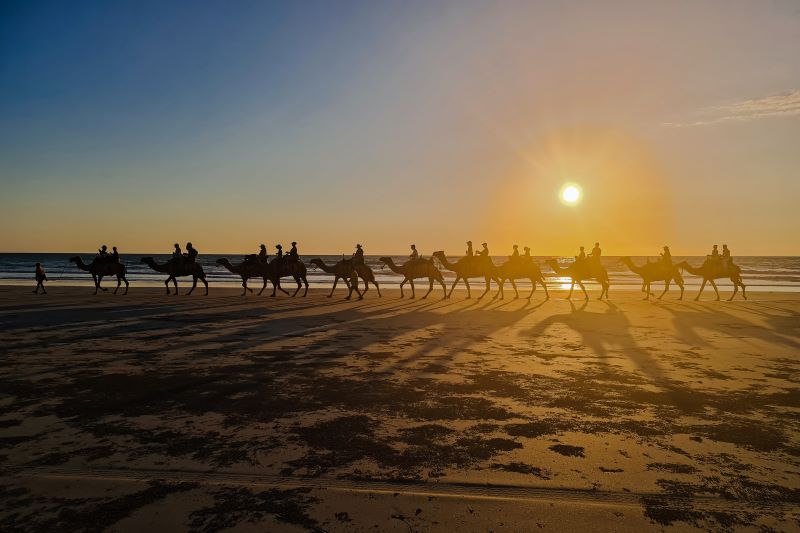 WA Broome Camels on Beach