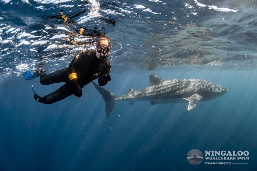 Photo credit Ningaloo Whale Shark Swim, @jazseaimagery