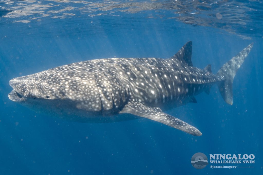 Photo credit Ningaloo Whale Shark Swim, @jazseaimagery